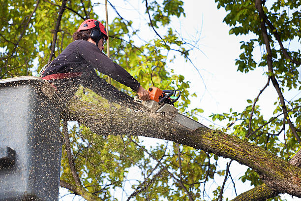 Best Emergency Storm Tree Removal  in Orlovista, FL